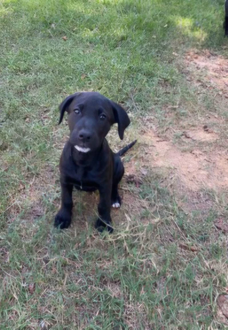 Lila