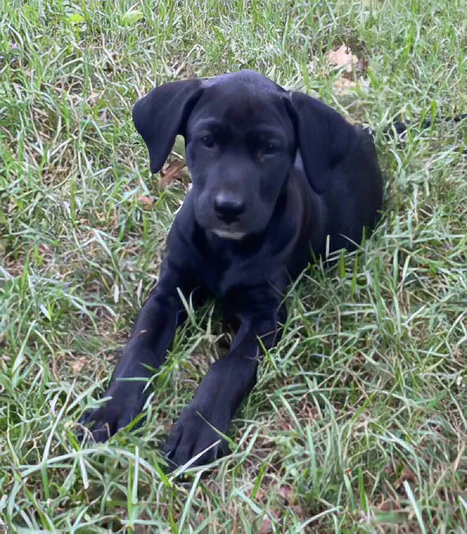 Lila image 2
