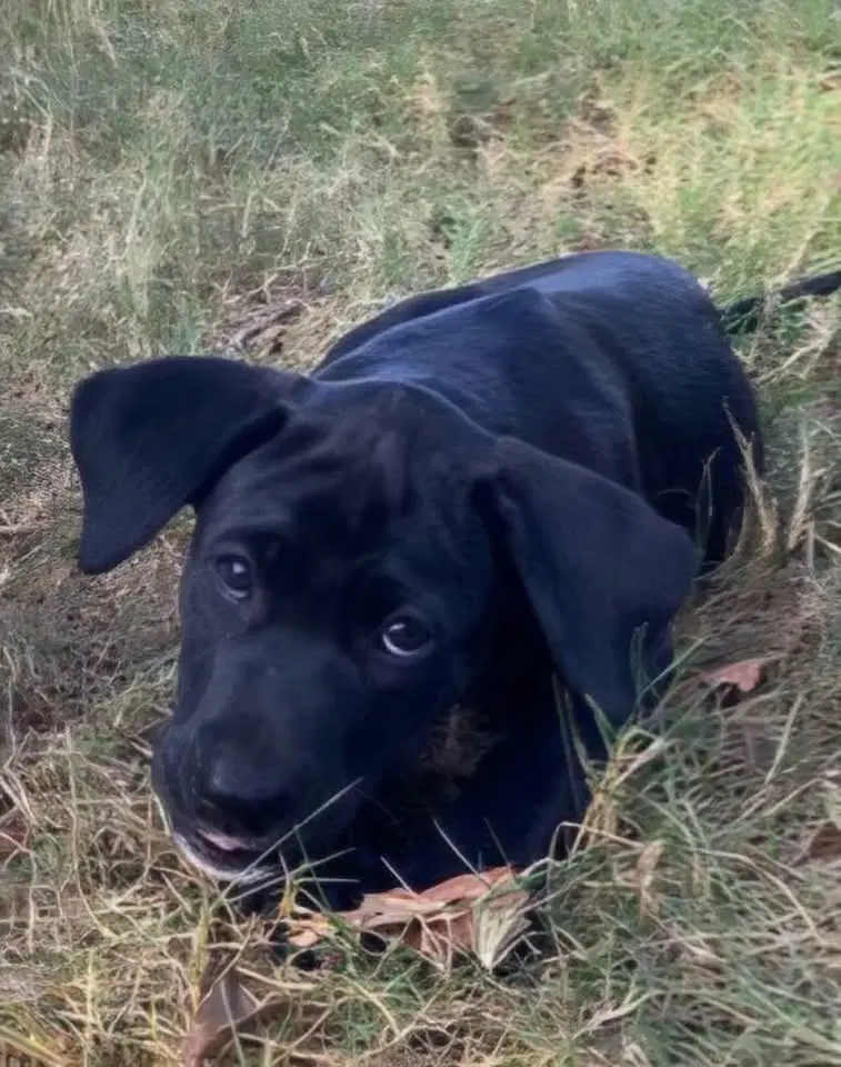 Lila image 3