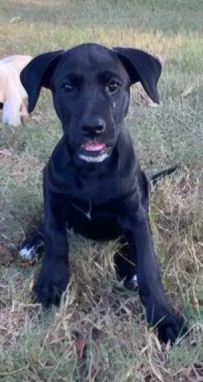 Lila image 4