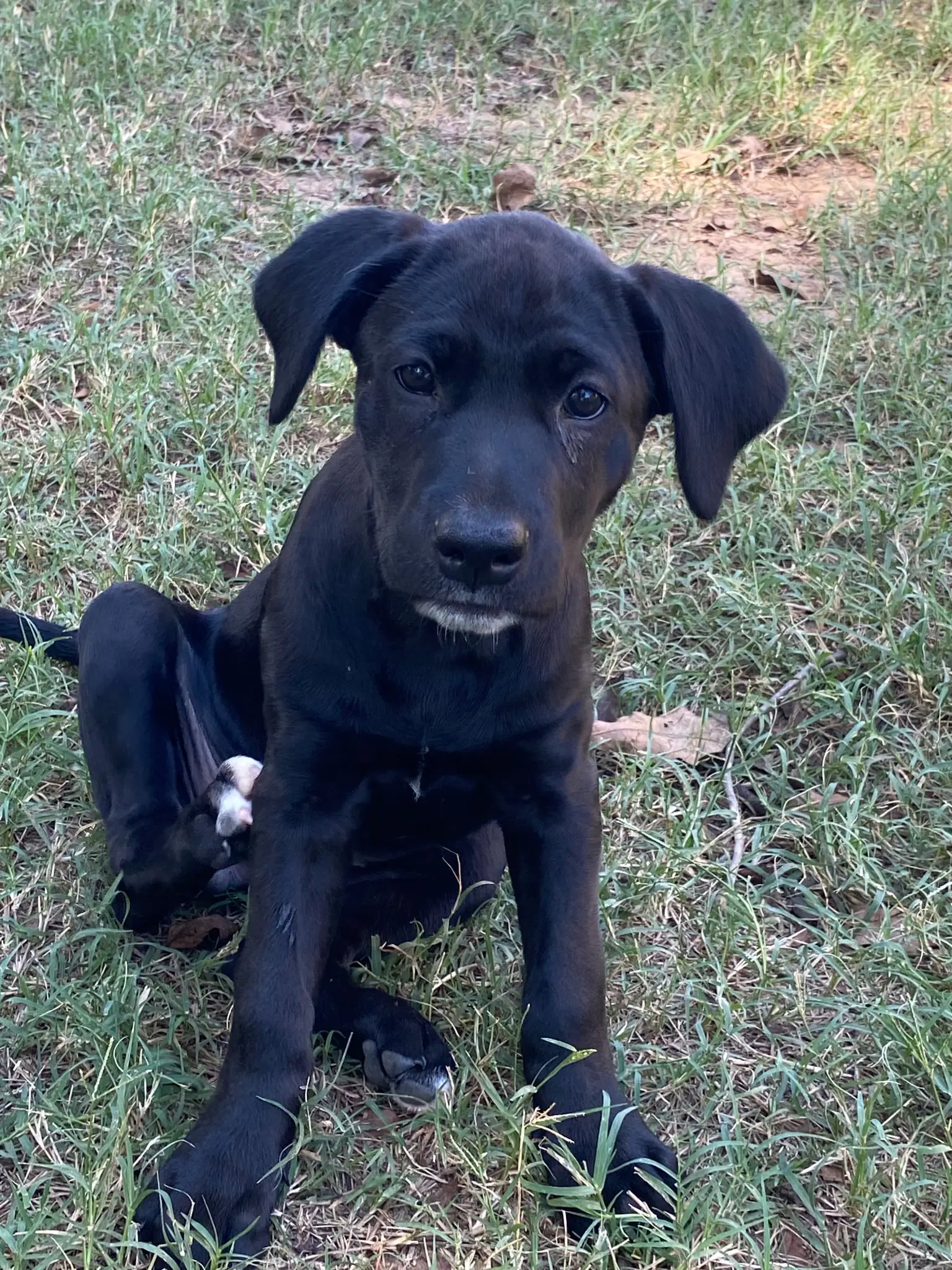 Lila - Labrador Retriever