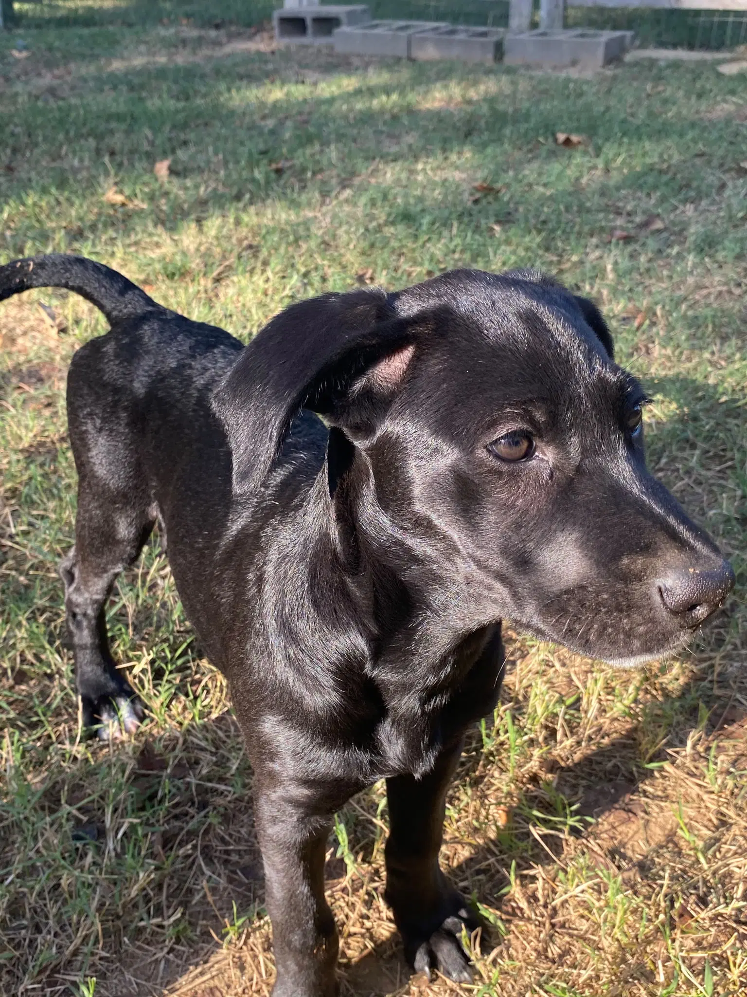 Lila image 2
