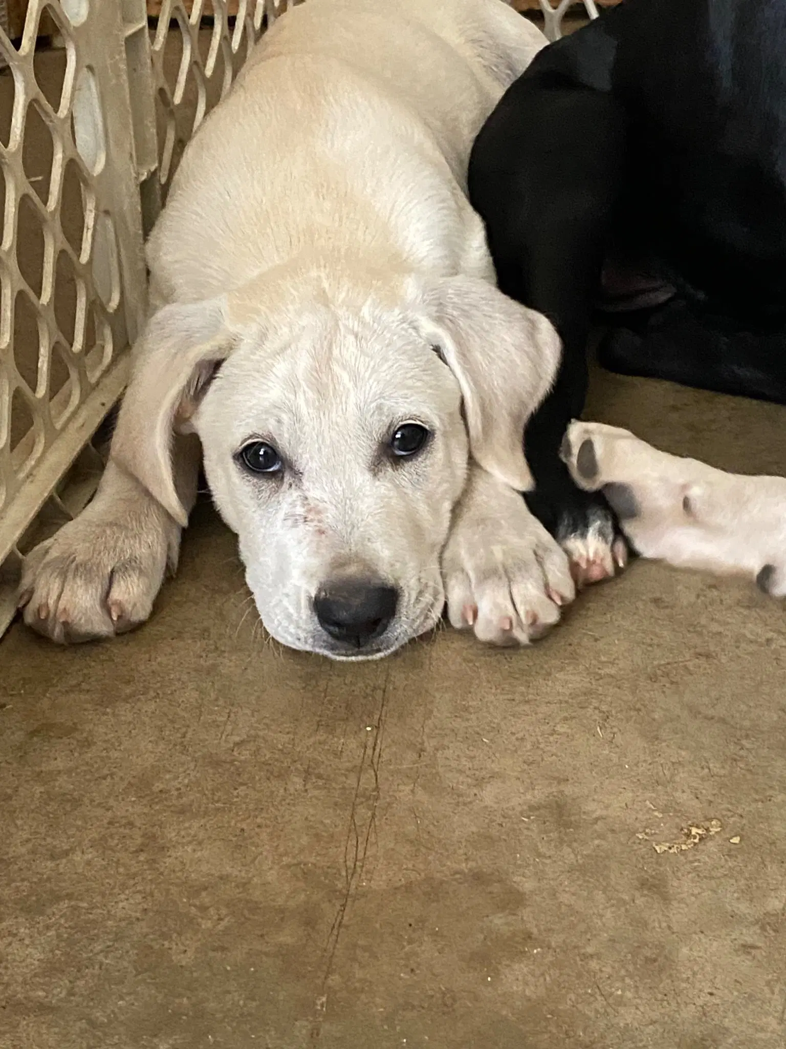 Sylvan - Labrador Retriever
