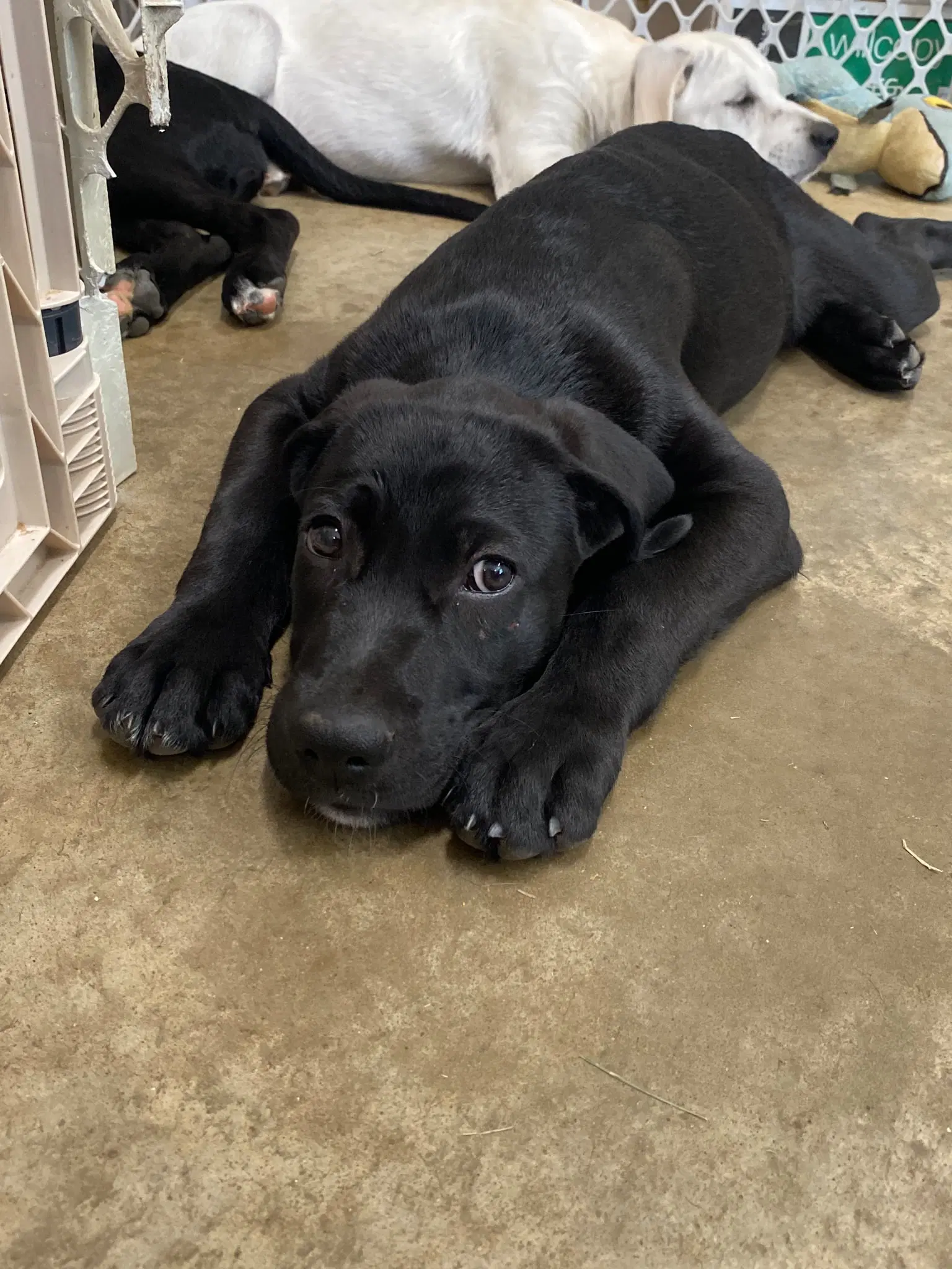 Lance - Labrador Retriever