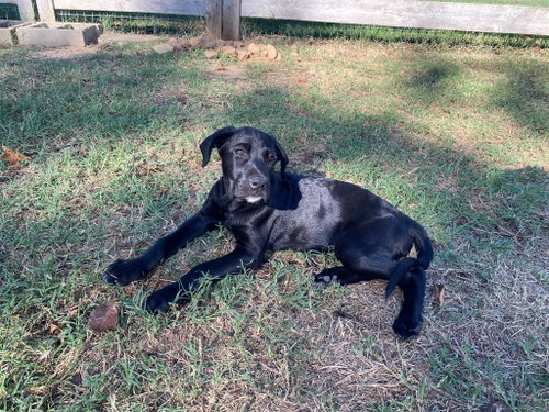 Photo 3 of Lance