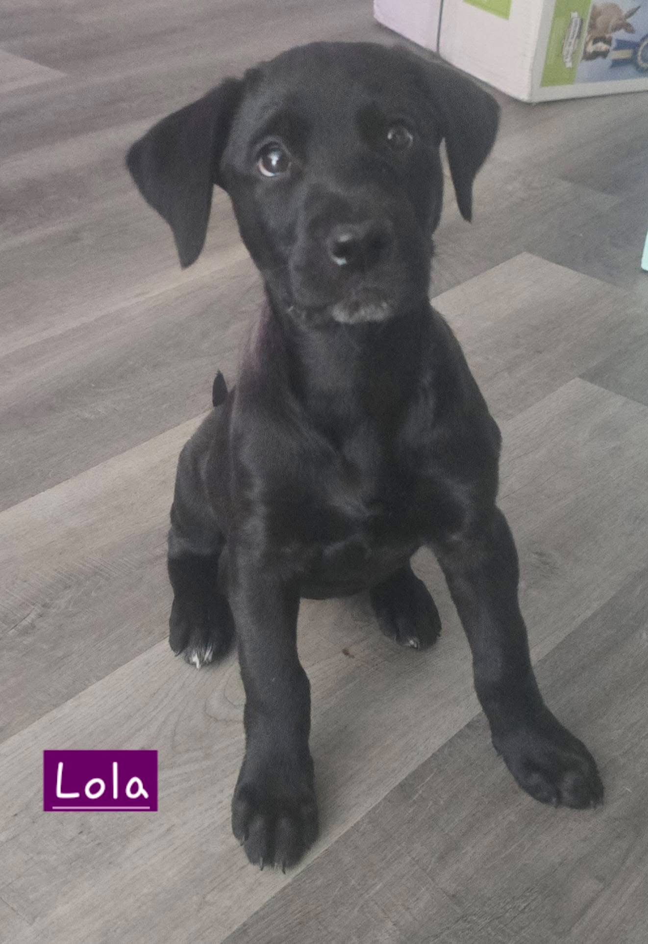 Lola, Labrador Retriever