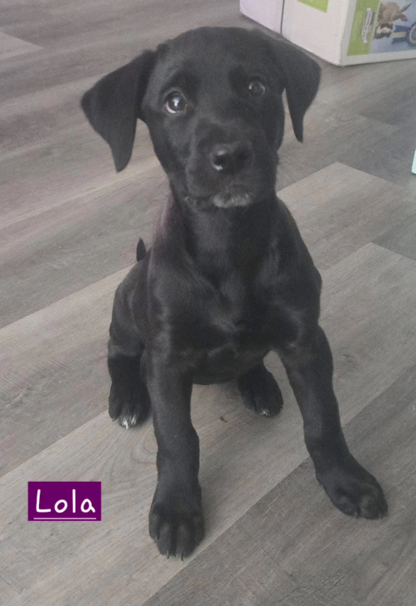 Lola