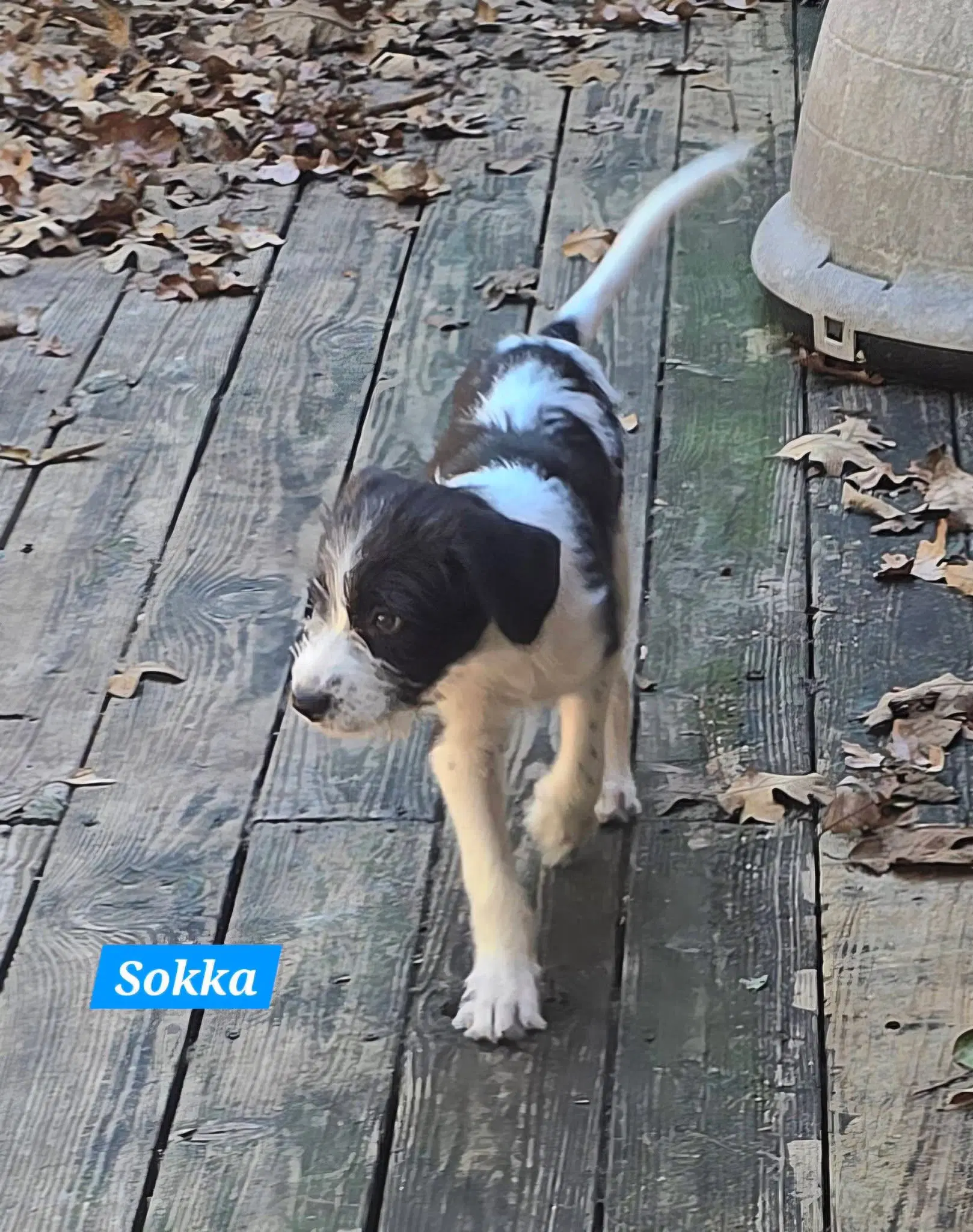 Sokka image 4