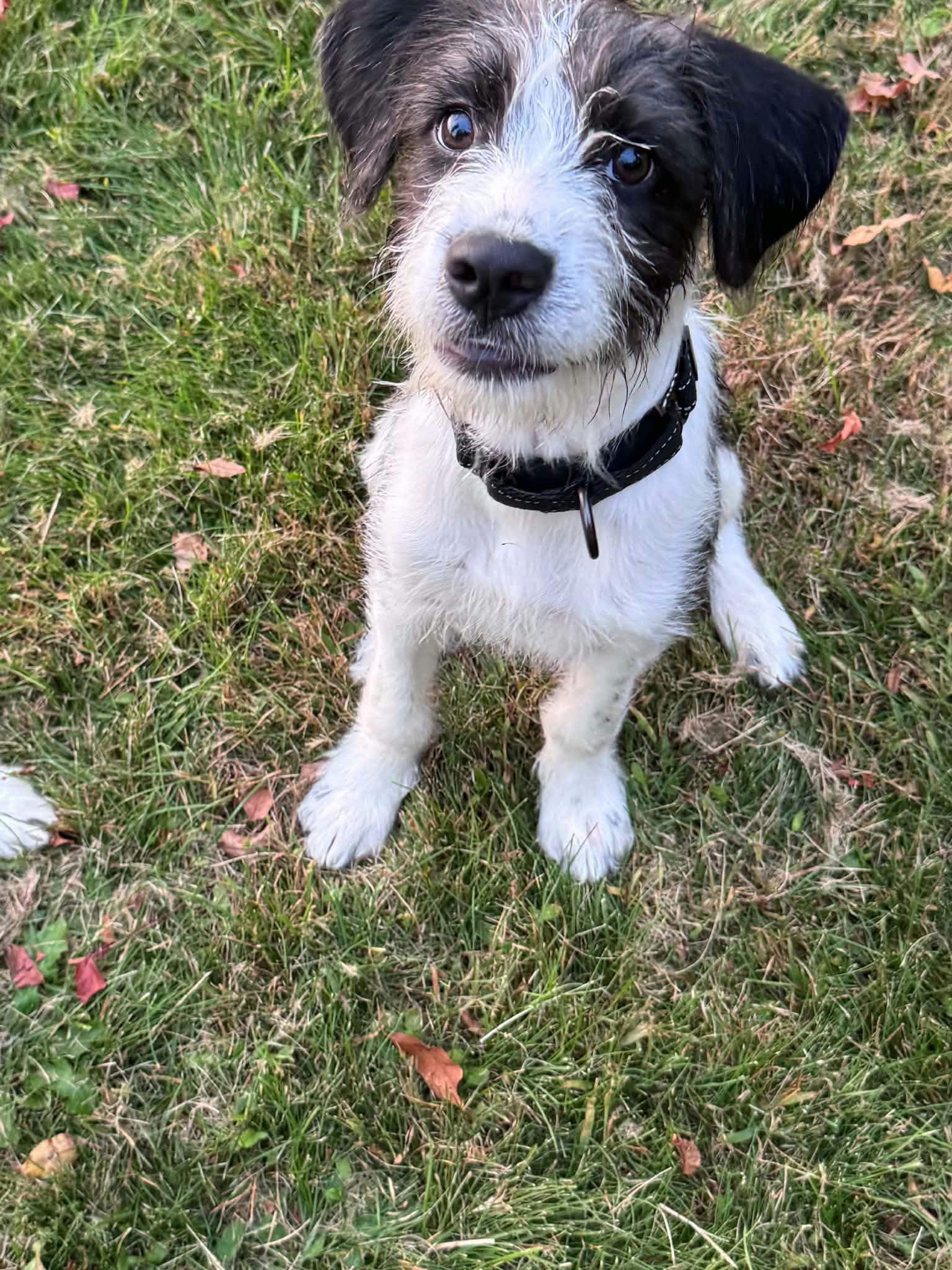Sokka - Poodle (unknown type)