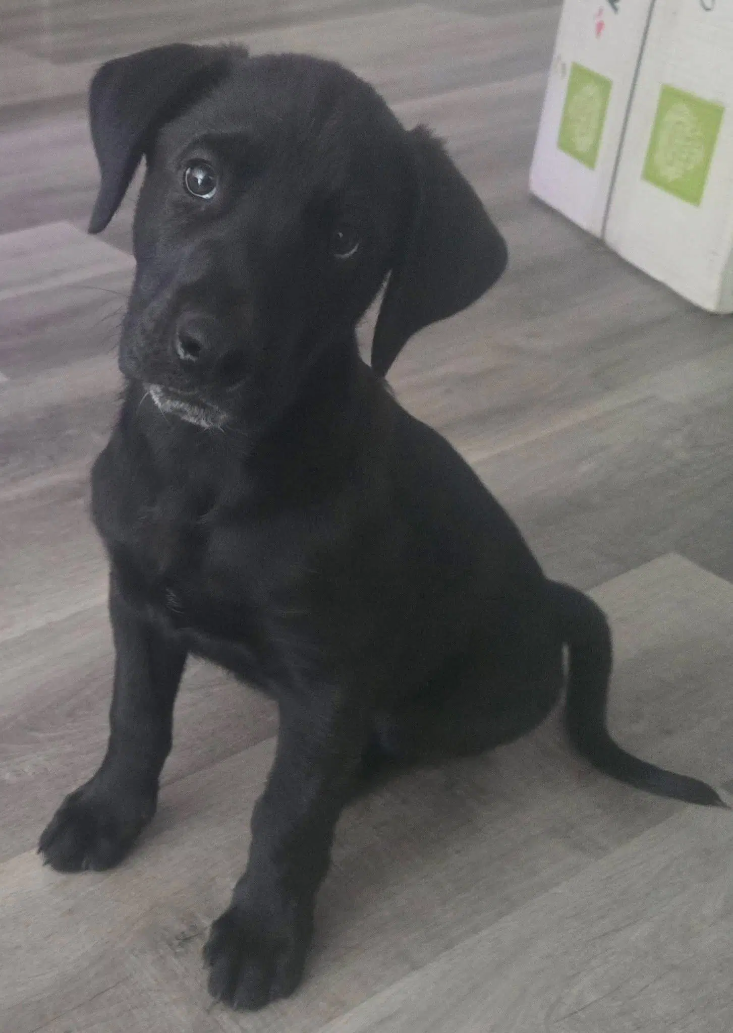 Leo - Labrador Retriever