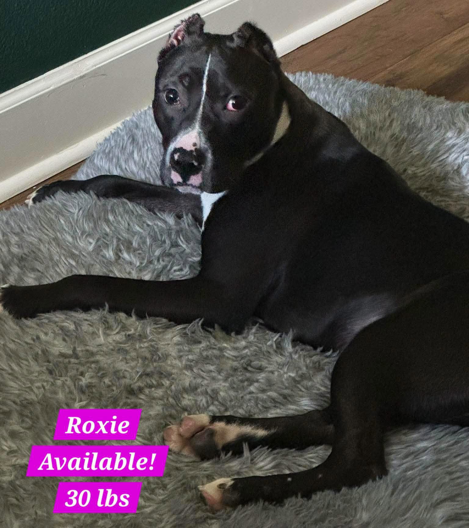 Roxy, Staffordshire Bull Terrier
