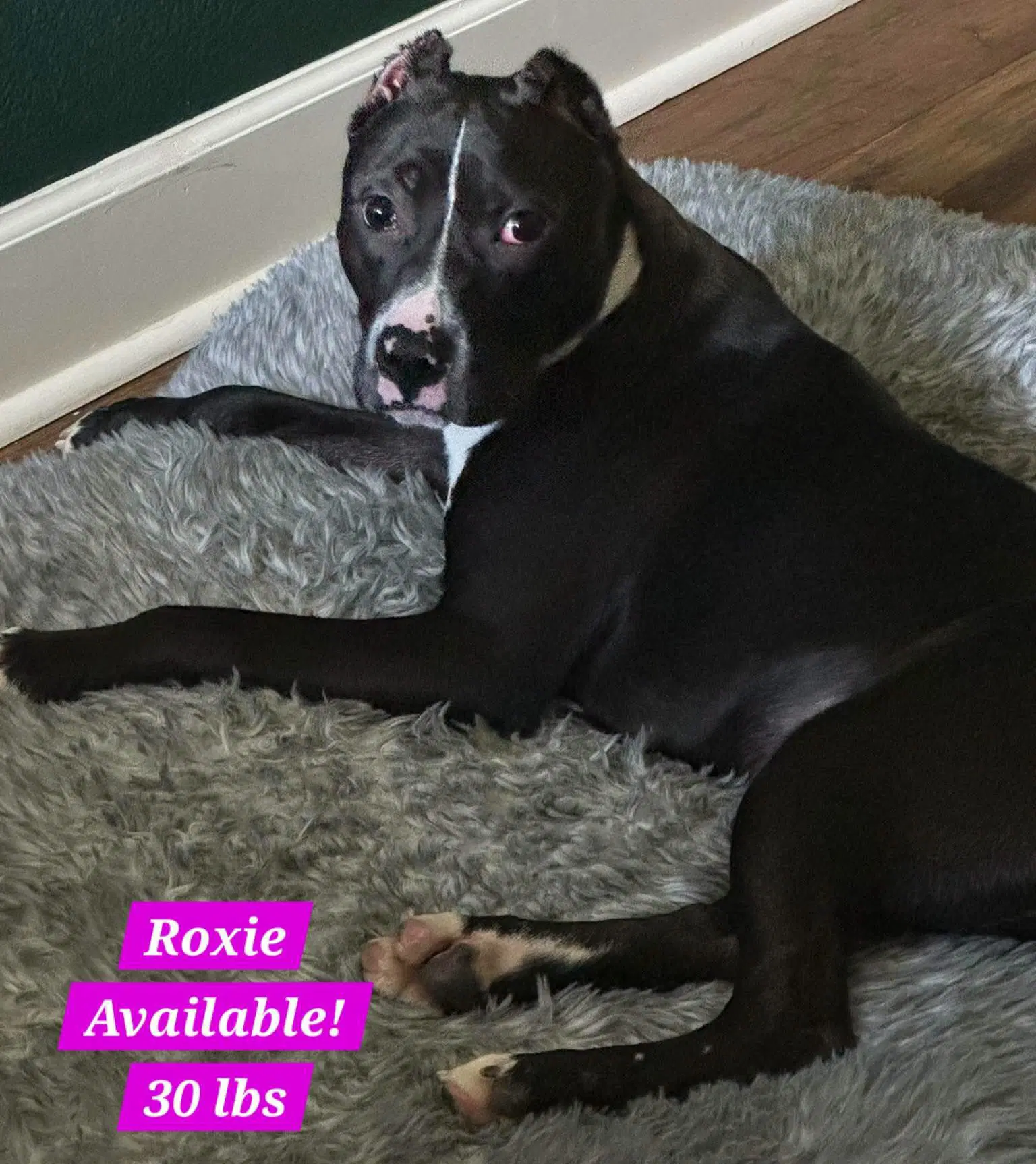 Roxy - Staffordshire Bull Terrier