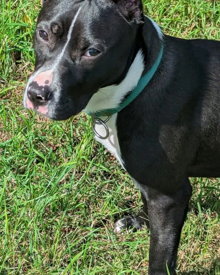 Roxy image 3