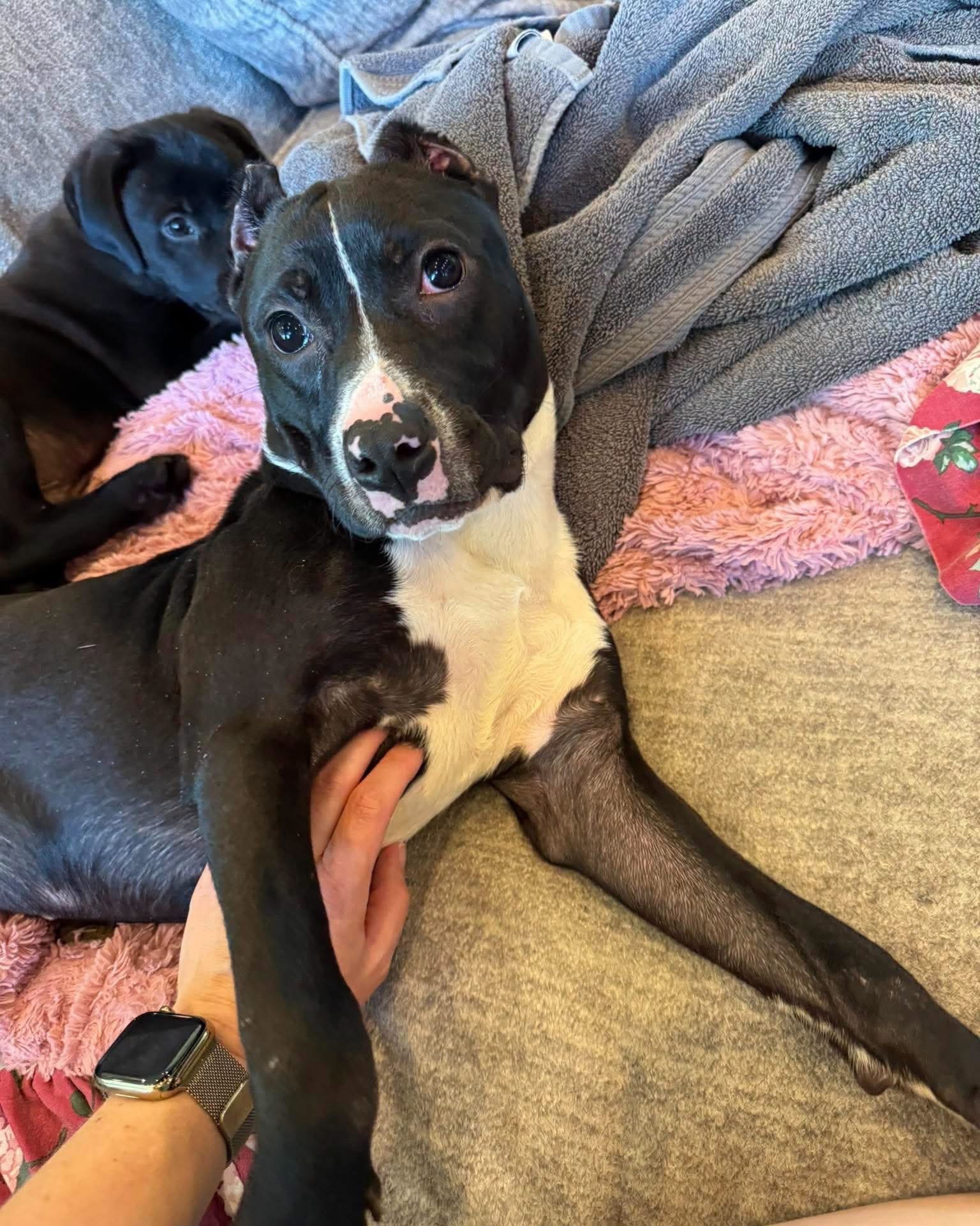 Roxy, photo 4