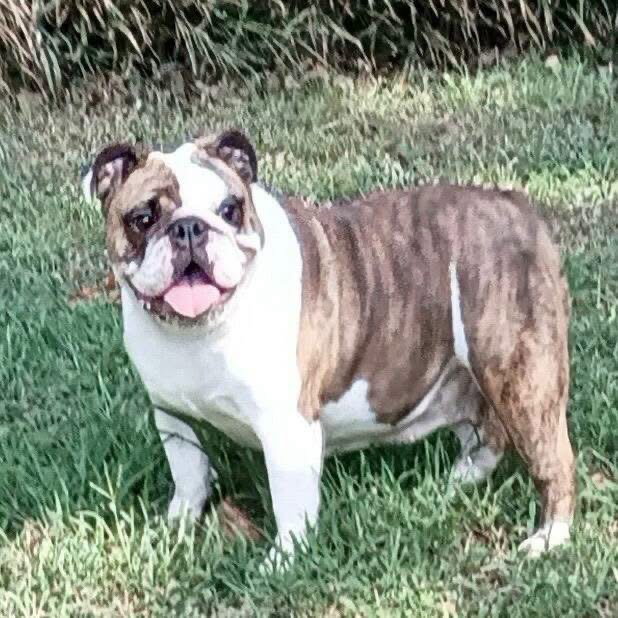 Butter, English Bulldog