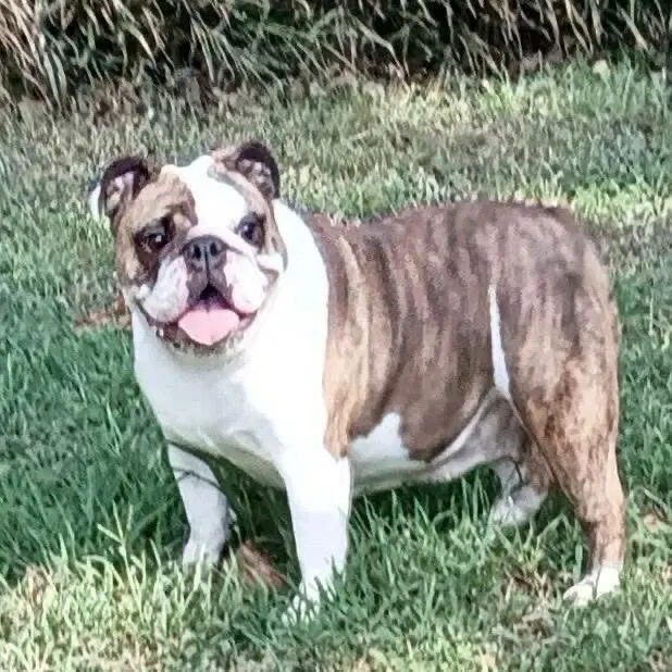 Butter - English Bulldog
