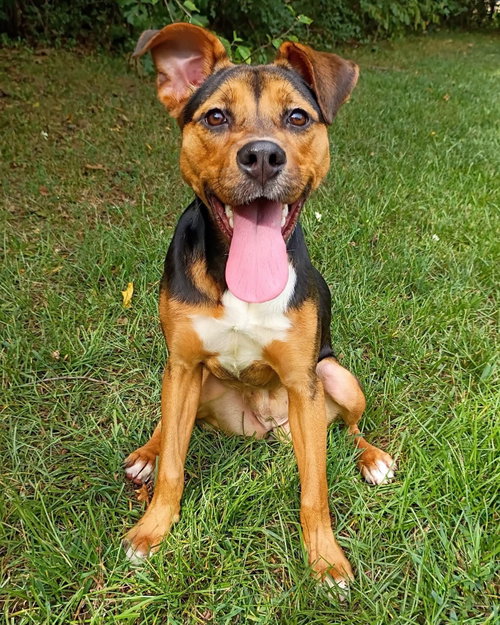 Subaru, a dog for adoption from Adopt-A-Stray
