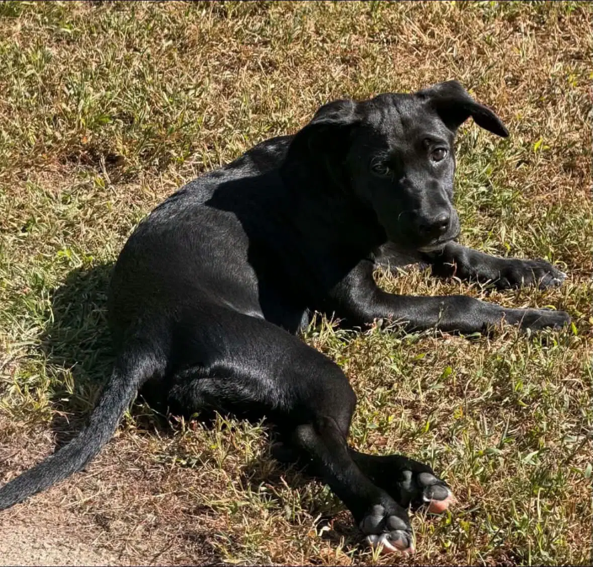 Lila image 3