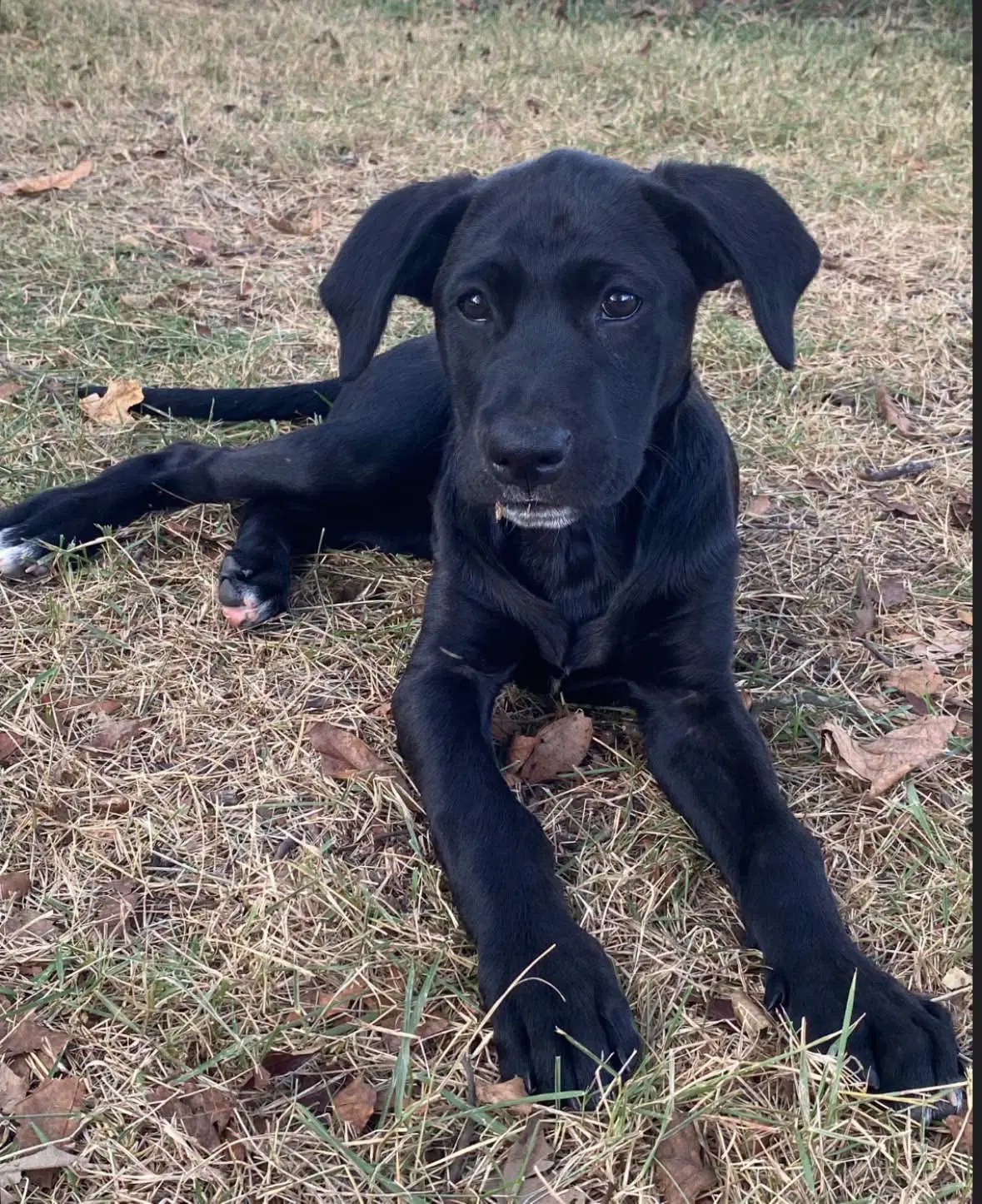 Lila - Labrador Retriever