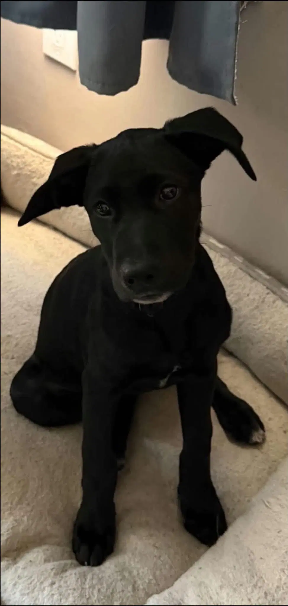 Lila image 2