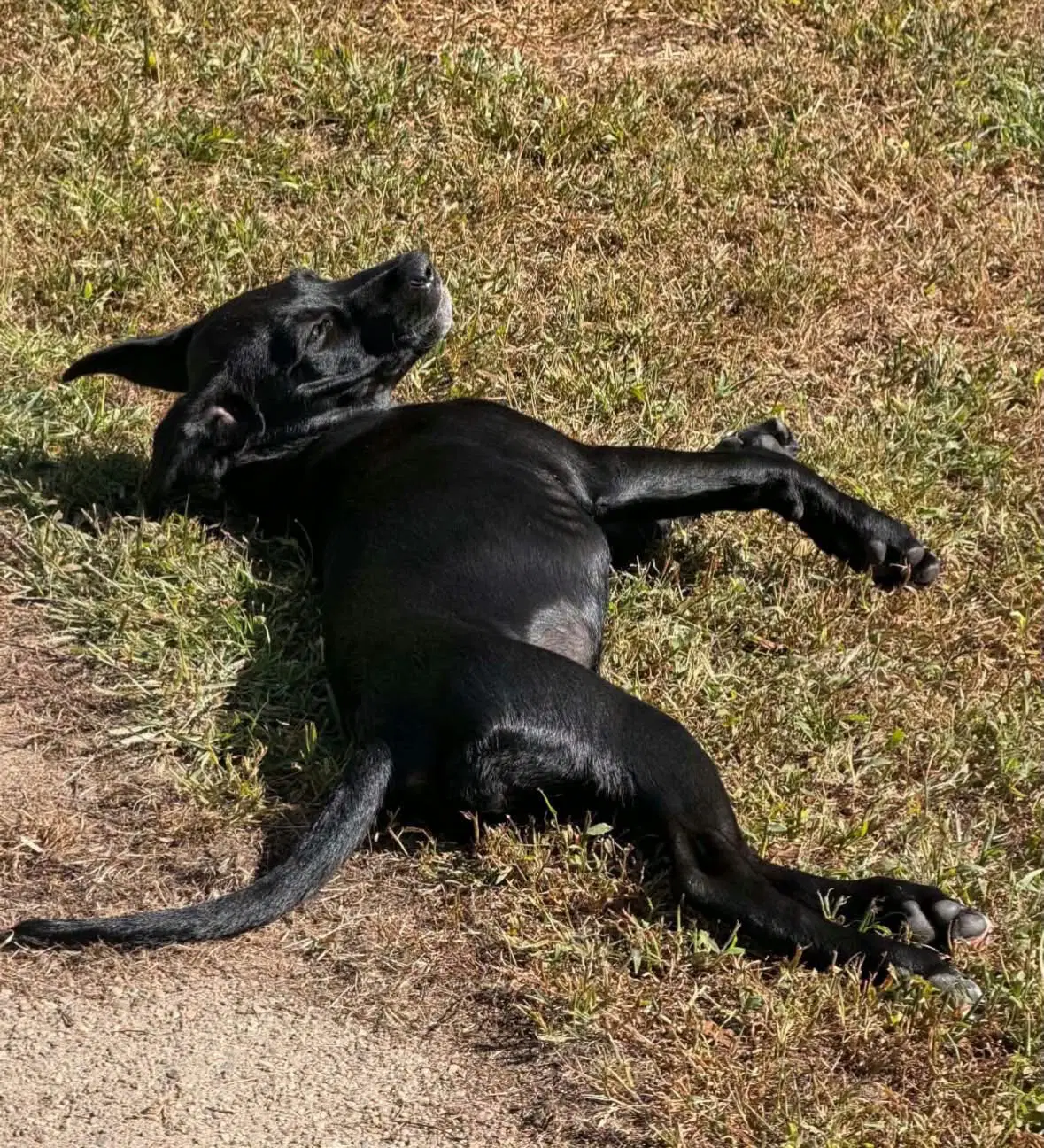 Lila image 4