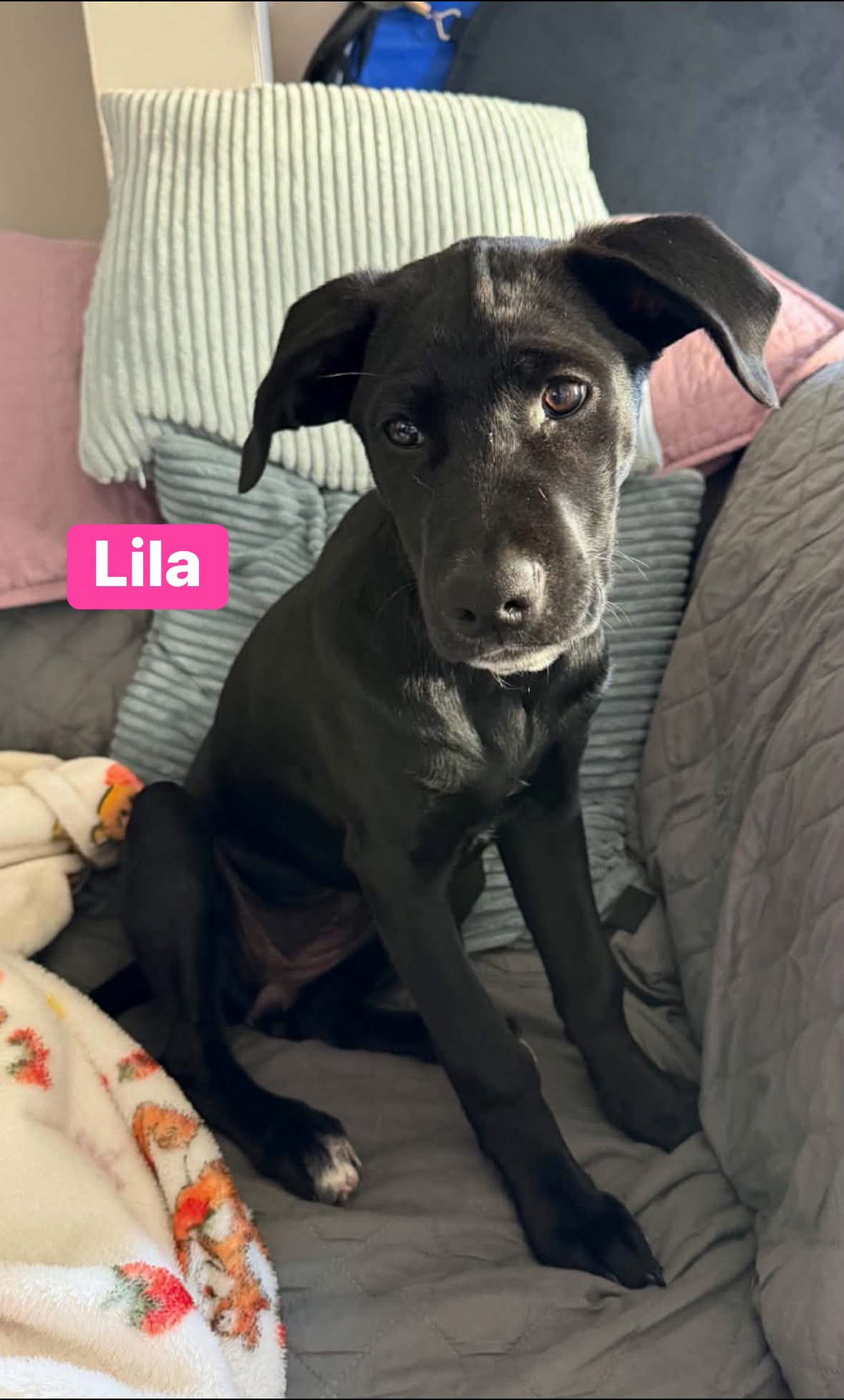 Lila