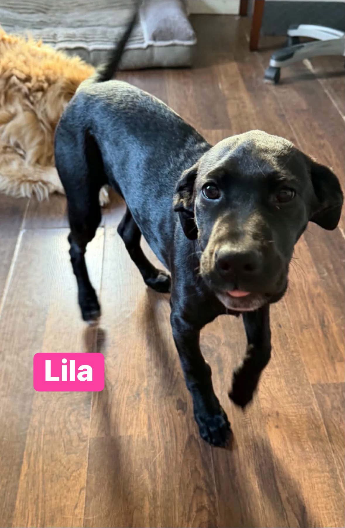 Lila, photo 2
