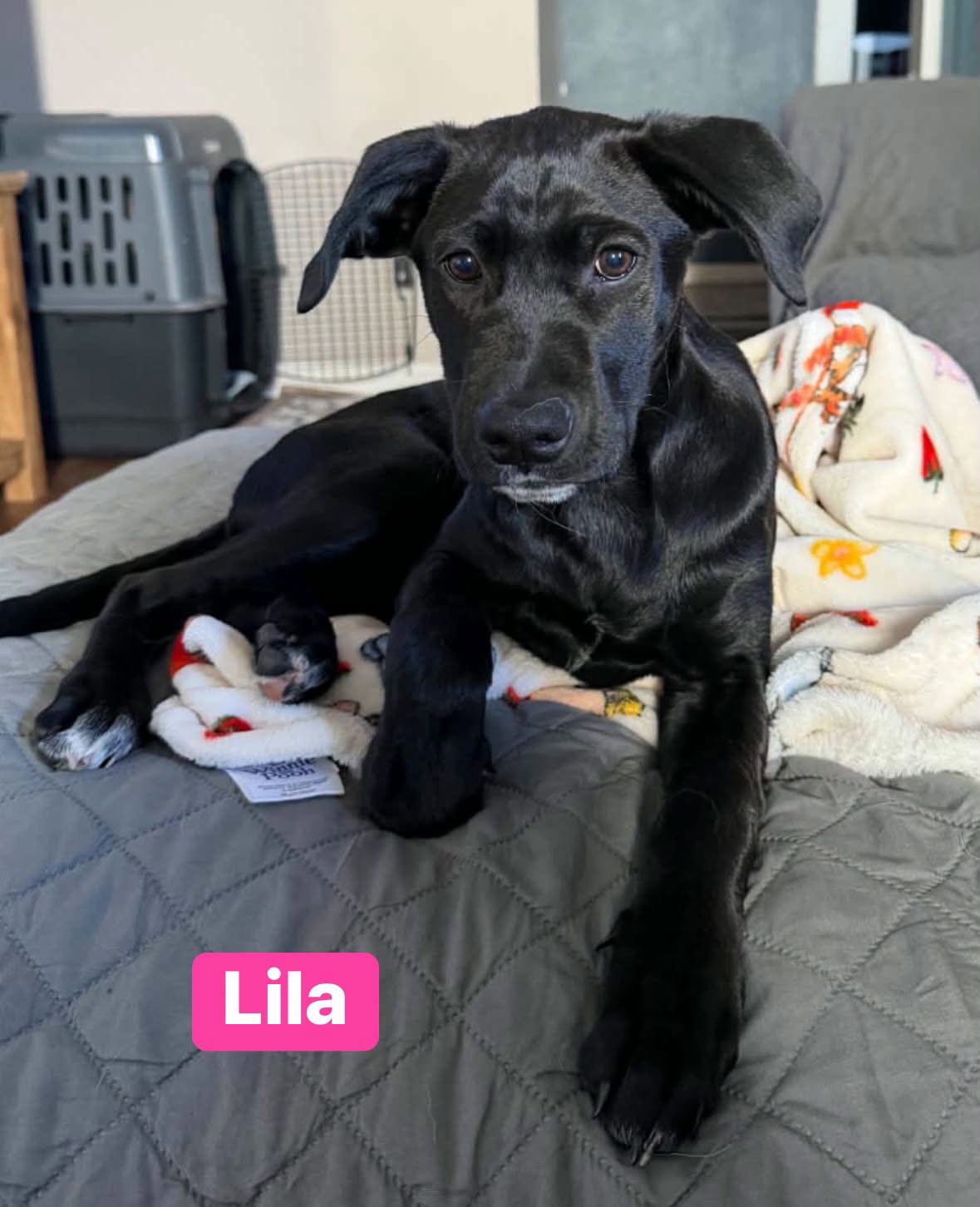 Lila, photo 3