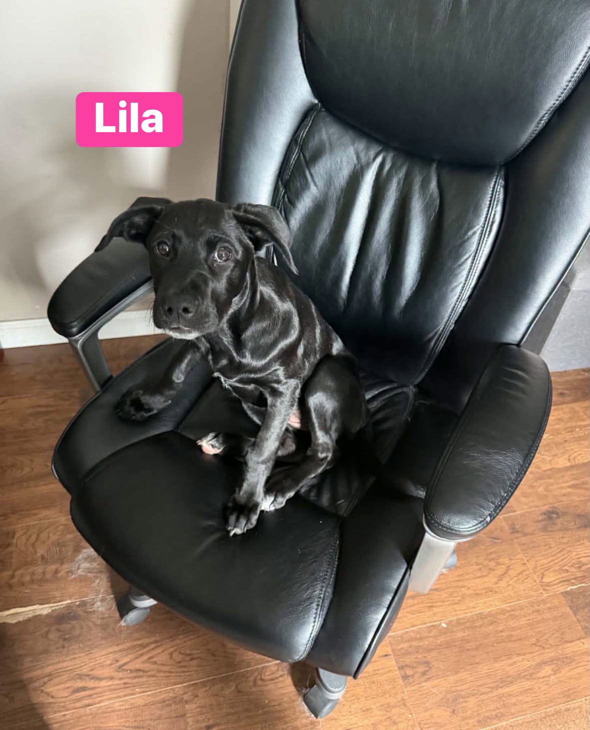 Lila, photo 4
