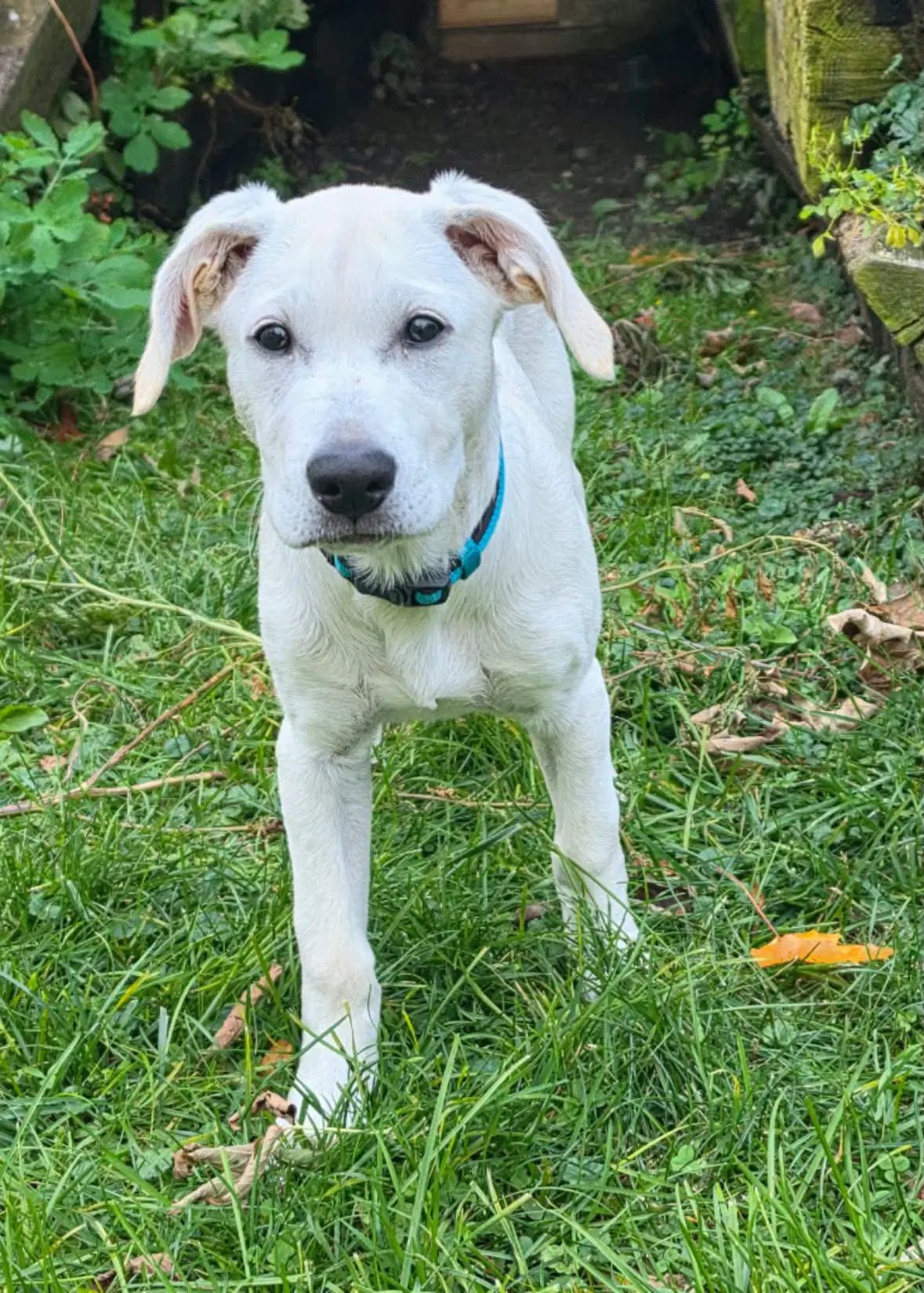 Sylvan - Labrador Retriever