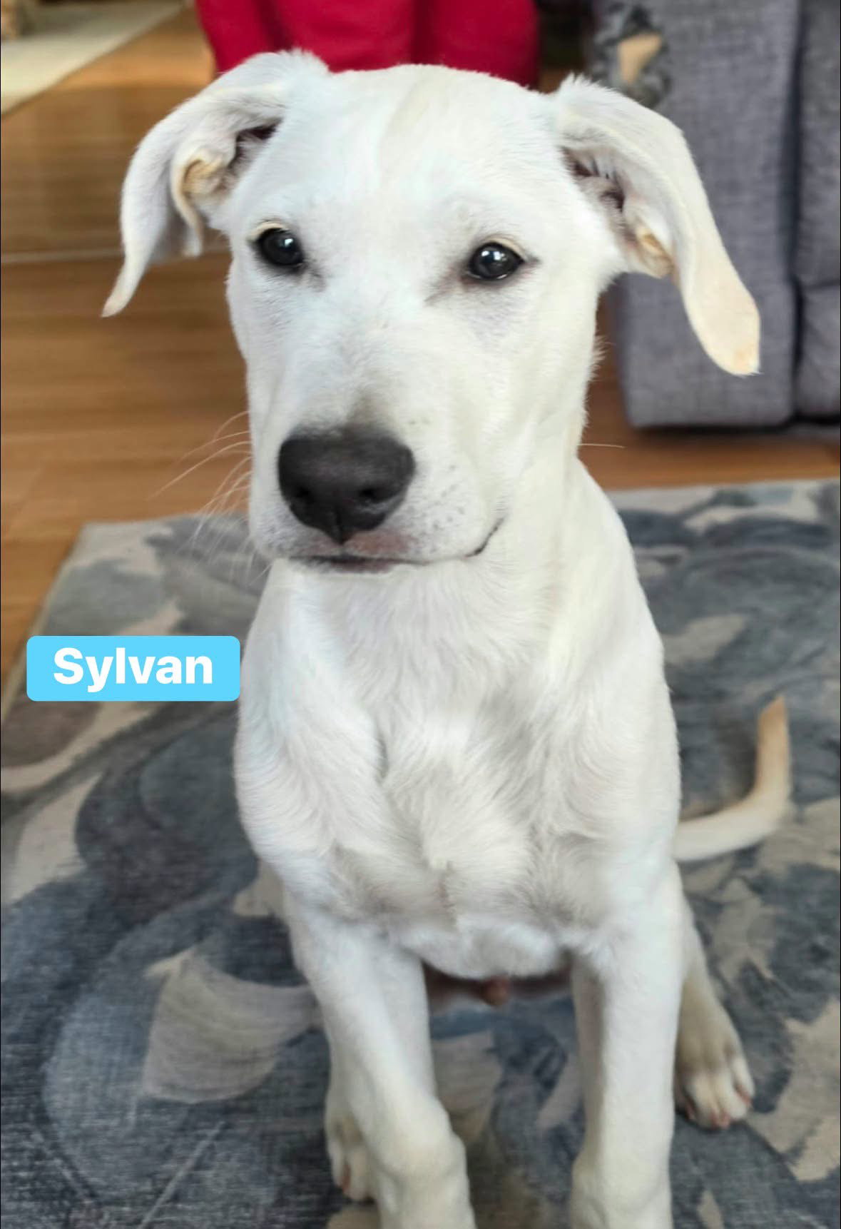Sylvan