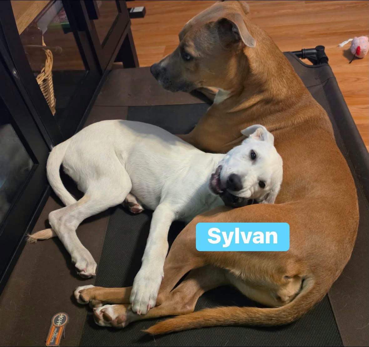 Sylvan, photo 2