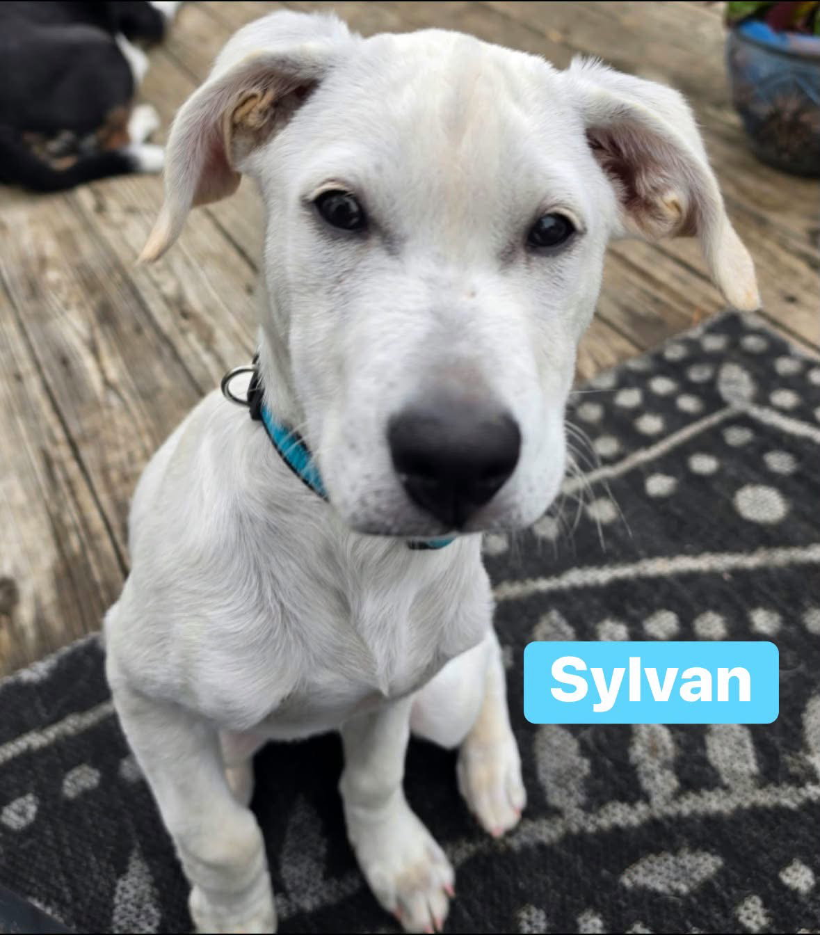 Sylvan, photo 3
