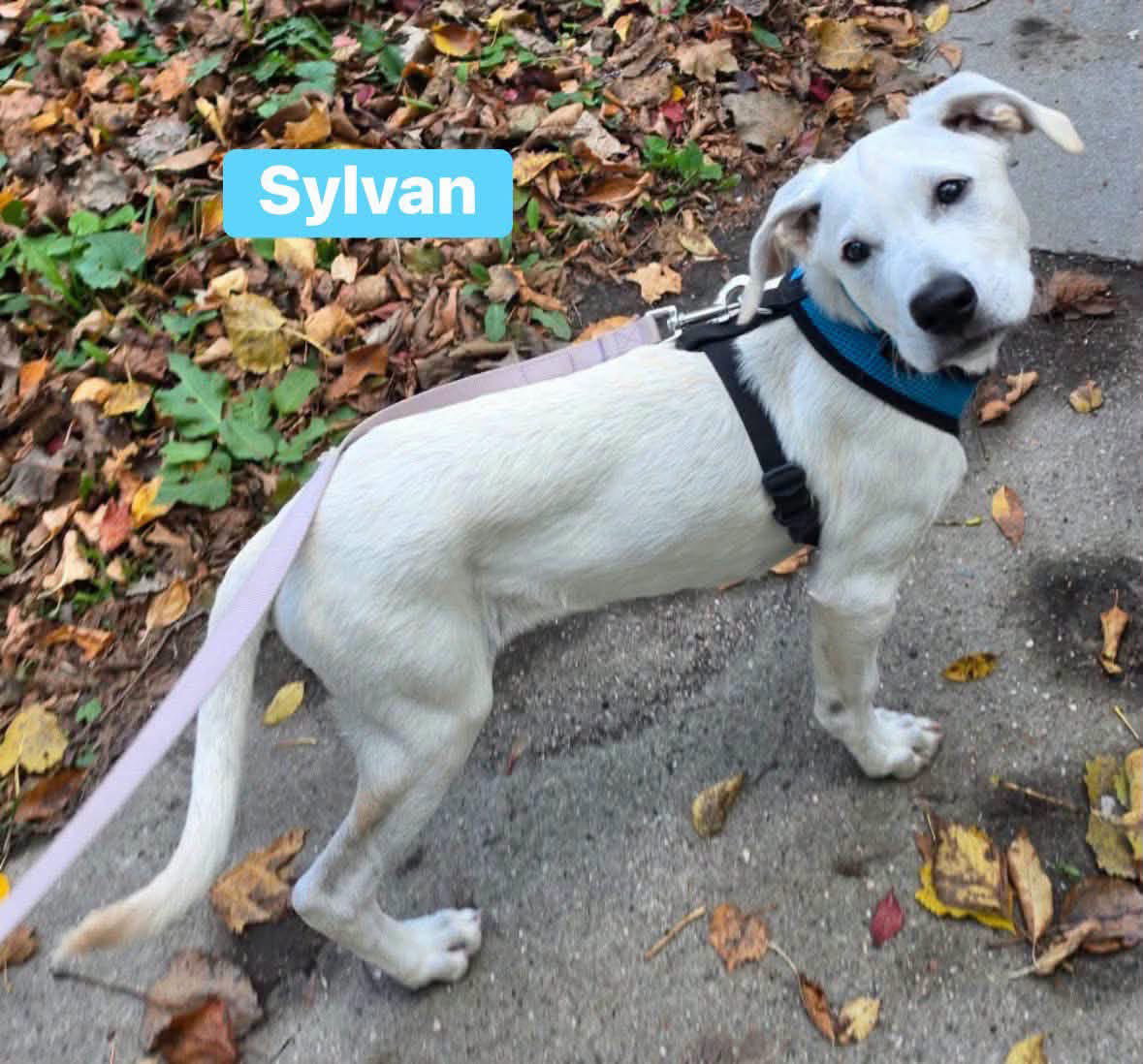 Sylvan, photo 4