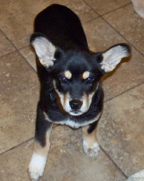 Koda