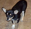 Koda