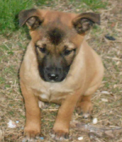Shepherd Babies