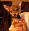 Rosie