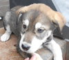 Kira