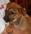 Shep babies