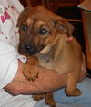 Shep babies