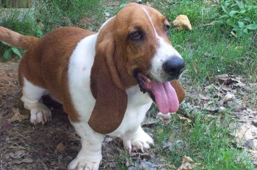 Rufus