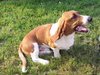 Rufus