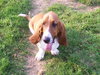 Rufus