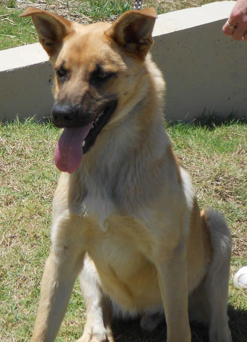 Shep