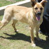 Shep