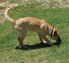 Shep