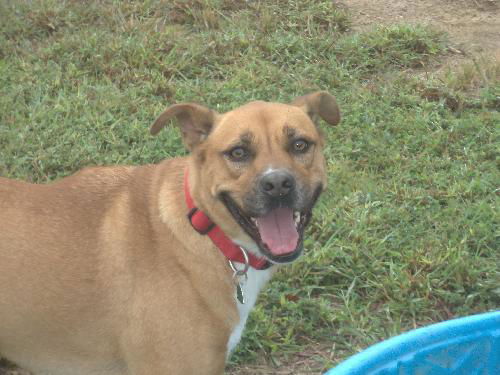 Sheba- Urgent adoption and/or foster needed!!