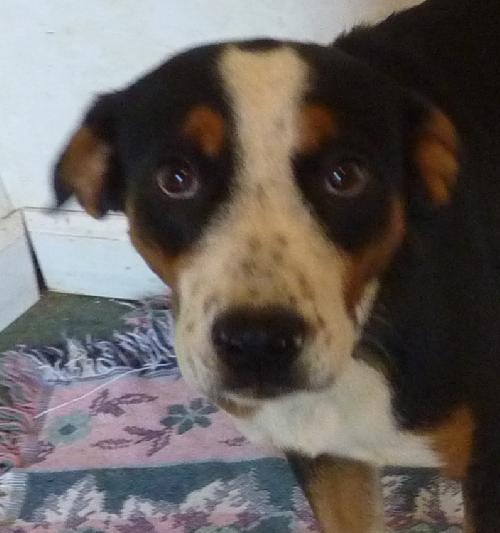 Rudy
