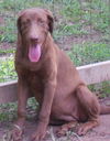 Shirley